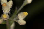 Heller's cudweed